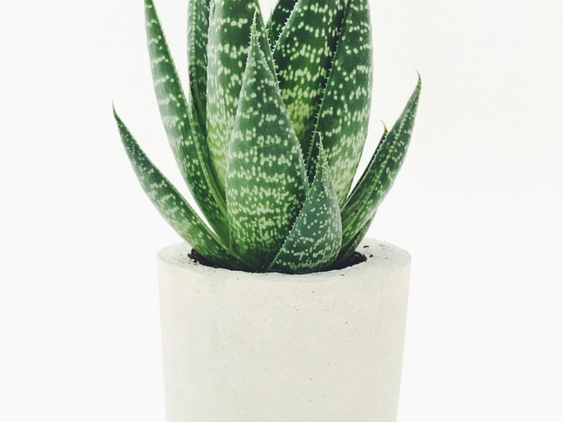 aloe vera