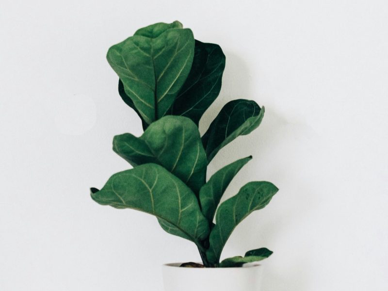 fiddle leaf