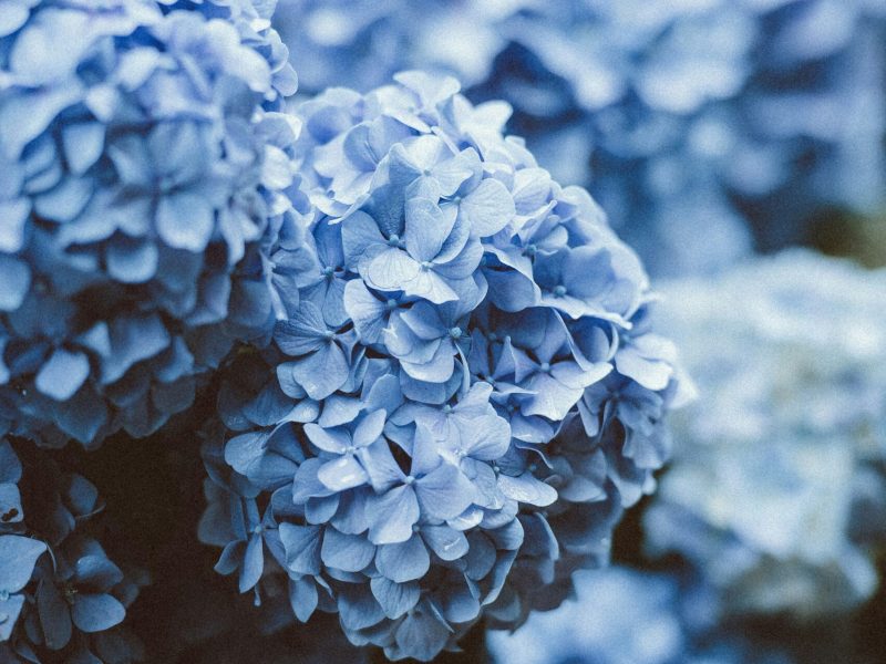 hydrangea