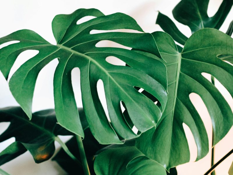 monstera deliciosa