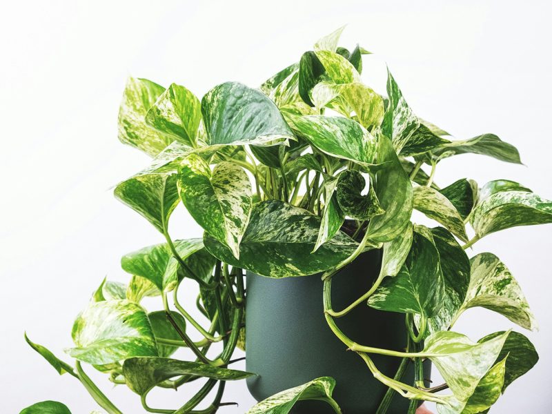 pothos plant