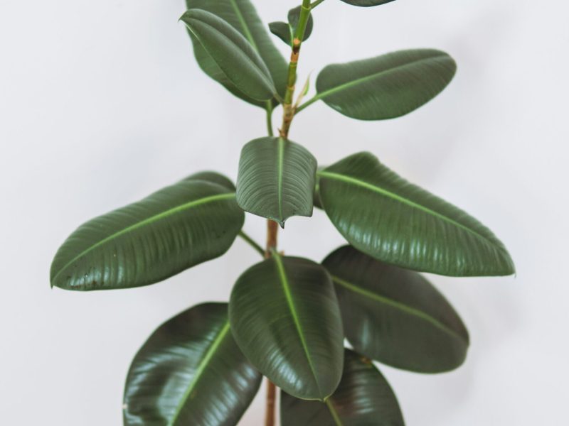 rubber plant