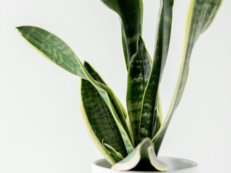 snake plant