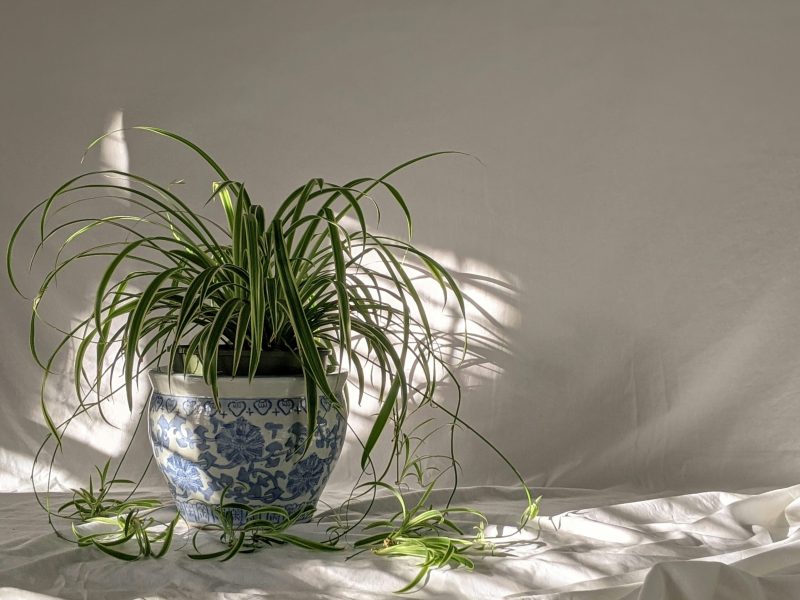 spider plant